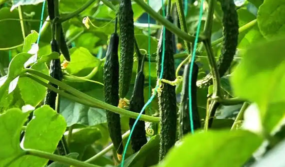 抓住高價(jià)風(fēng)口！黃瓜苗期、開花和坐果期的高產(chǎn)管理技術(shù)，一定要學(xué)會(huì)！